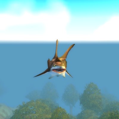 Reef Shark