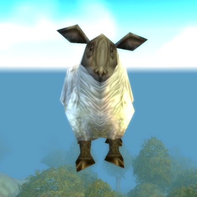 Sheep