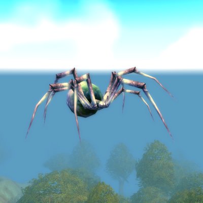 Pygmy Venom Web Spider